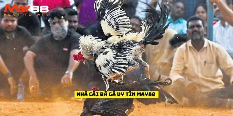 Nhà cái đá gà uy tín May88